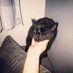 Help name our new kitten, please!