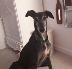 Pictures of our dogs...