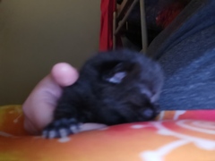 Meet my foster kitty