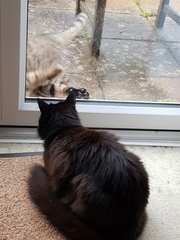 Next door's -thug- cat