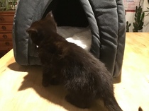 Help name our new kitten, please!