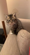 Lucky little kittens