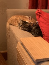 Lucky little kittens