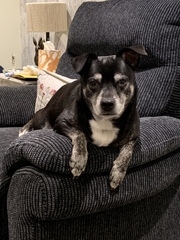 Dog being PTS tomorrow hand hold?