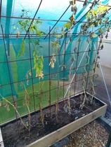 what should I do with these veg plants?