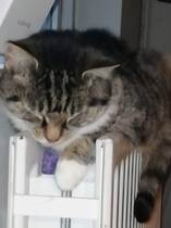 Cold weather cat behaviour
