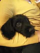Puppy Support Group 2