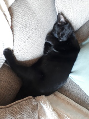 Help name our new kitten, please!