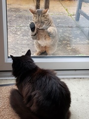 Next door's -thug- cat