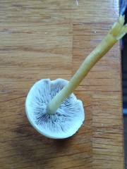 Name that fungus!