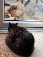 Next door's -thug- cat