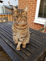 Next door's -thug- cat