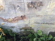 Water coming through external wall