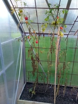 what should I do with these veg plants?