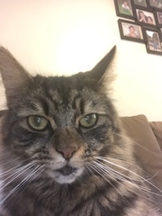 What’s wrong with my cat’s bottom lip ? (He is going to the vet on Monday, couldn’t get an app before !)