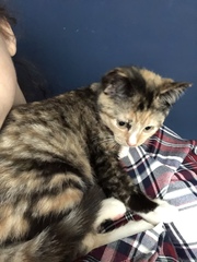 Cat chat - 100 slave tips