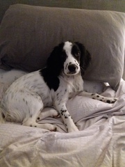 My dog is best dog