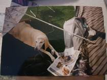Have you got a rescue dog? Especially a greyhound, lurcher or whippet? Advice please....