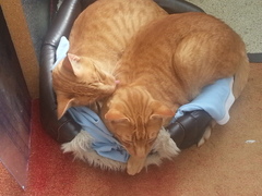 I never realised cats could be such ‘friends’