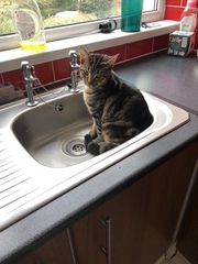 Cat chat - The Ollie and Paws show, with extra Little K drama