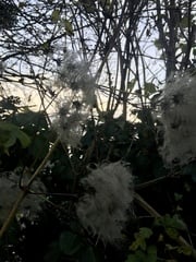 Any Witches Here? Part 10.