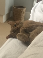 How old is your cat?