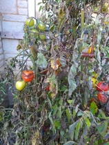 what should I do with these veg plants?