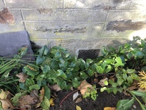 Water coming through external wall