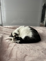 Why does anyone buy a dedicated cat bed?