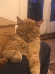 How old is your cat?