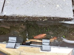 What is this mysterious wet patch on my wall? (Photos)