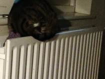 Funny ways your pets sleep