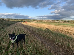 Dog being PTS tomorrow hand hold?