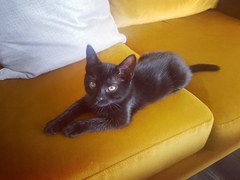 How old is your cat?