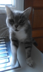 Does your cat like being 'a cat?'