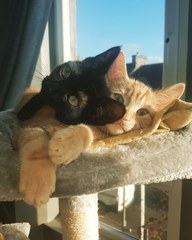 How old is your cat?