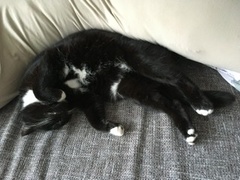 Cat chat - 100 slave tips