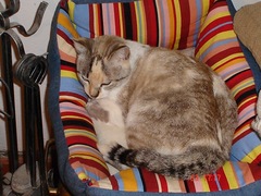 How many cats is too many cats?