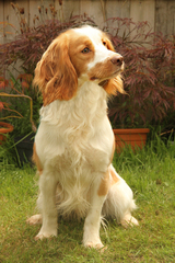 Sister-in-law is getting a french bulldog puppy and am feeling very judgemental about it!
