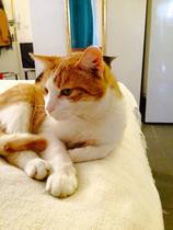 Westminstenders: The Non-Pact Pact