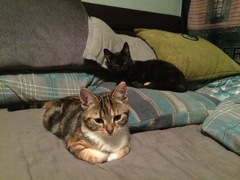 Want to see the new foster kittens?