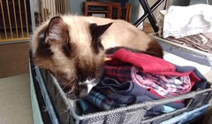 Why does anyone buy a dedicated cat bed?