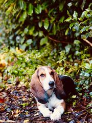 Pictures of our dogs...