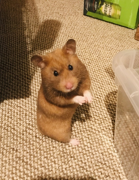 To let my hamster be a house hamster?