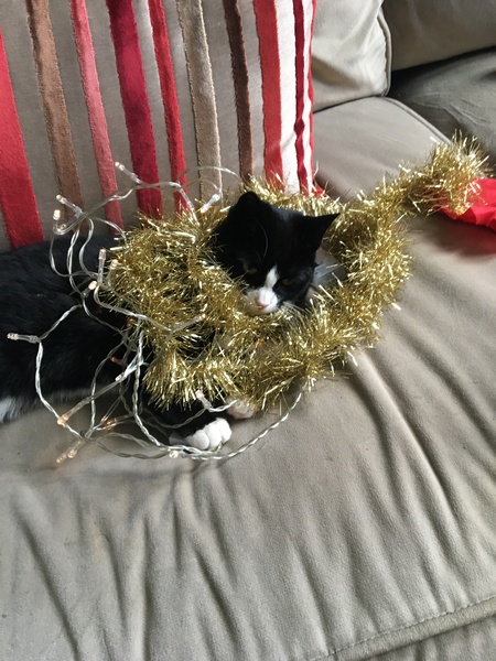 Cat in a festive hat