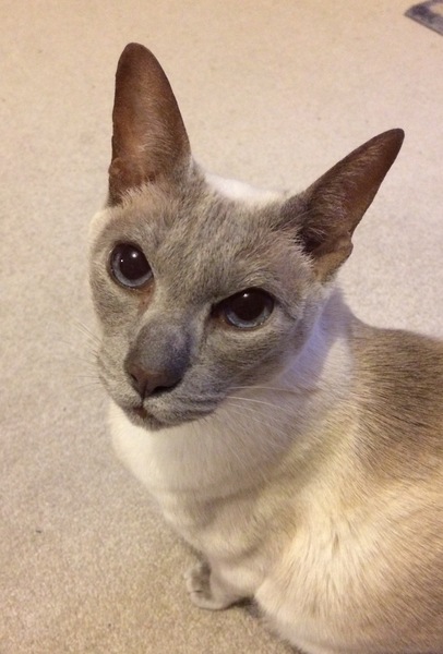 Westminstenders: The Undecideds