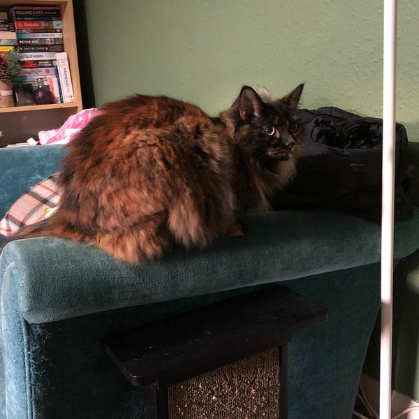 Ive finally struck gold with a catsitter