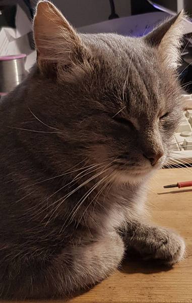 Westminstenders: Social Conservativism