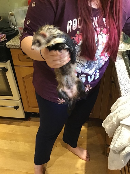 Mouse or rat? Pic included