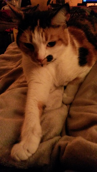 Cat chat - The Ollie and Paws show, with extra Little K drama